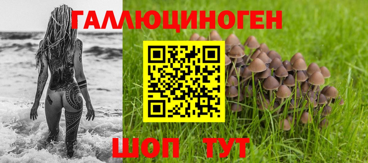 Псилоцибиновые грибы GOLDEN TEACHER  Псилоцибиновые грибы Cubensis  Вход с VPN  где продают наркотики  Волгодонск 