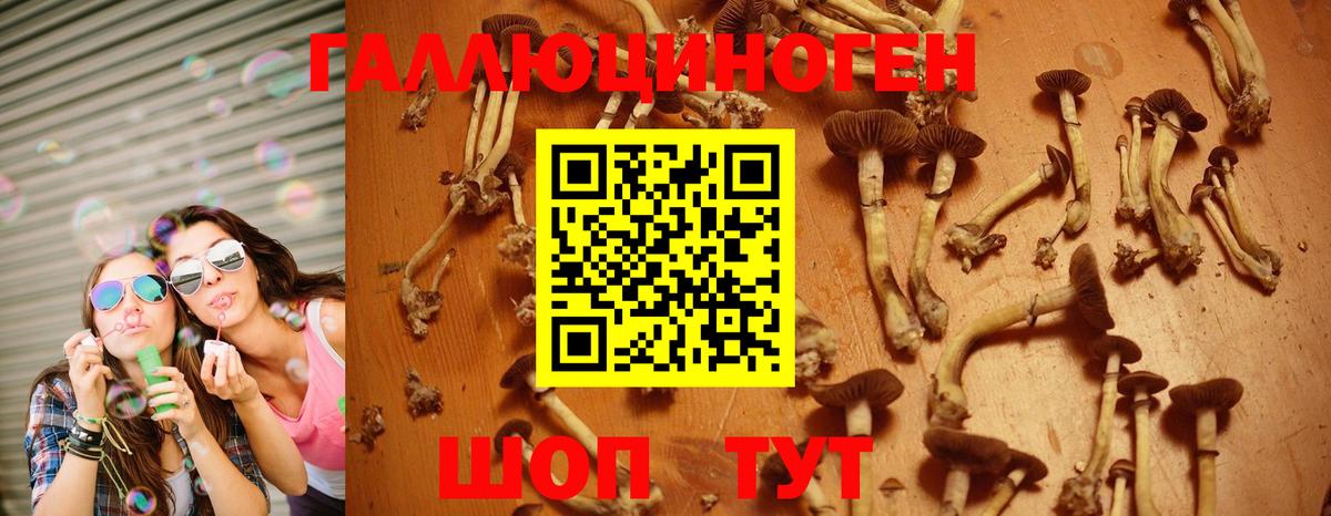 Галлюциногенные грибы Psilocybe  продажа наркотиков  Волгодонск 